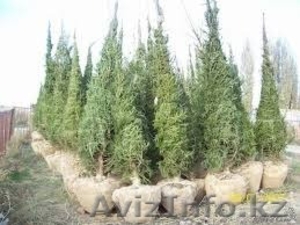 Продам саженцы с питомников. #1080794