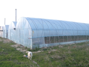 теплица продам  #1073070