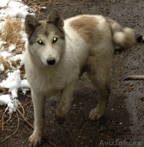 продам  сибирскую лайку #1073505