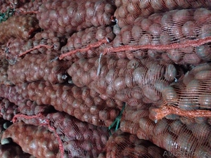 Картошка на семена #1078430