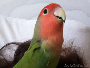 Попугай. Дарю попугая неразлучника хорошим людям #1077216