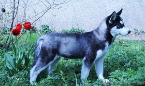 Щенки Хаски питомник ===|тэги удалены|=== #1079899