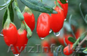 Уникальные Ягоды Годжи #1076047