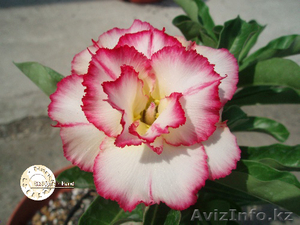 Семена адениумов. #1074256