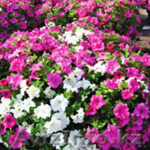 Елена 8700-108-30-16,  8705-301-29-61                            #1076909