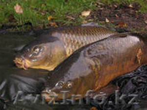 Продаем живую и охлажденную рыбу #1077716