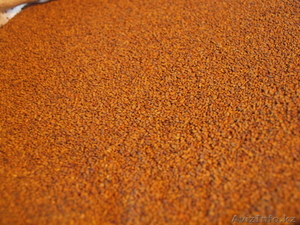 Продажа семена люцерны  и  семена эспарцета.  #1073355