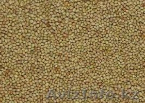 Жонышка урыгы,  клевер,  люцерна(семена) #1075837