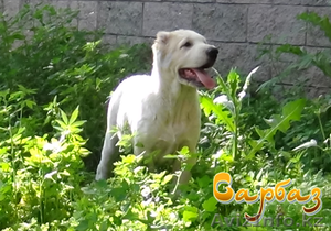 Продажа щенков Алабая #1095533