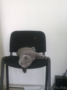 Утерян друг, просьба вернуть за вознаграждение #1087605