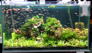 Обслуживание аквариумов - Рыбки,  аквариумы #1090273