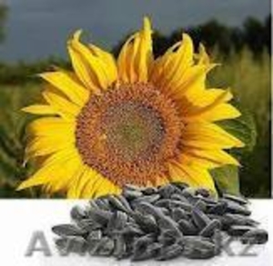 Подсолнечник калиброванный ( Устькаменогорск) #1088184