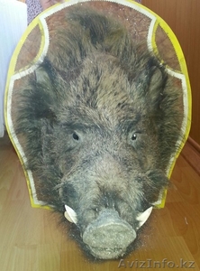 чучело головы кабана #1096407