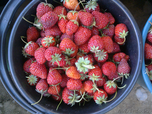 Ищу оптовых покупателей на клубнику и малину. #1088527
