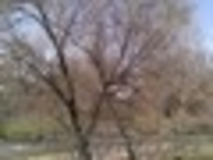 Продажа дома в Турар Рускулов (на берегу реки Арысь) #1096769