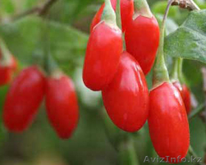 Ягоды Годжи - БЕСПЛАТНАЯ ДОСТАВКА по РК #1094448