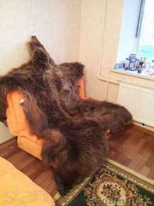 Продам Медвежью шкуру #1088682