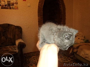 Хорошие здоровые котята ищут дом! #1092026