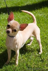 Продается девочка Чихуахуа #1096598