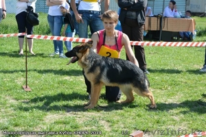 Продам щенка немецкой овчарки. От ипмортной пары #1096952