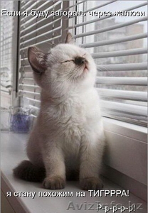 Аубакиров ИП Жалюзи #1083209