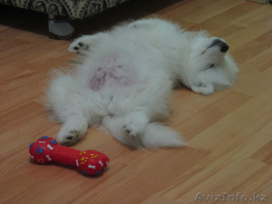 щенки самоедской собаки #1094732