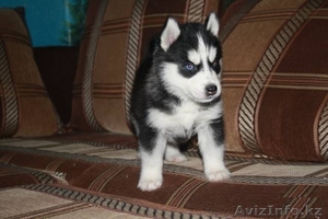  щенки сибирские хаски #1097539