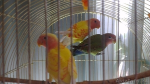 Продам Неразлучников)) #1084369