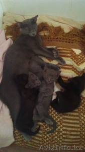 Отдам котят(даром) #1089272