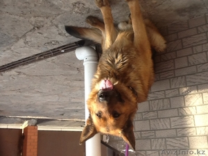 Немецкая овчарка кобель случка #1084589