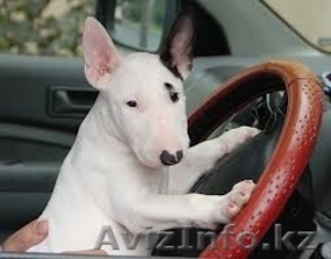 Электромонтажные работы. Электрик Алматы -профессионал своего дела. #1097263