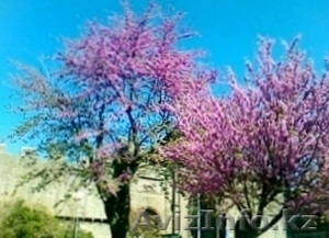 продам добротный кирпичный 4х комнатный дом с землей 8, 5 соток. Бостандыкский р- #1083576