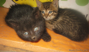 Бесплатно,  даром,  котята 4 мальчика и одна принцесса. #1090970