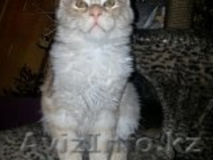 котята Мейн Кун из питомника г.Алматы #1092580