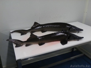 Осетр Сибирский,  свежемороженый #1095193