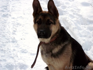 ищу сучку для кобеля #1095881