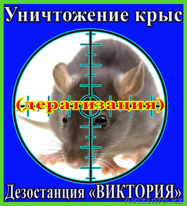 Уничтожение крыс в Алматы и области. Дезостанция «ВИКТОРИЯ» #1095890