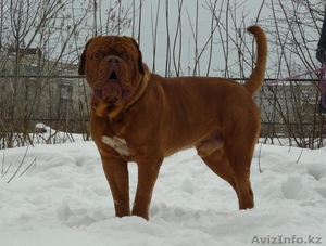 Бордоский дог (Французский мастиф) великолепный кобель 2 года. #1085509