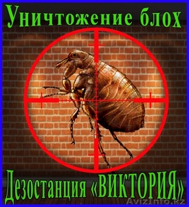 Борьба с блохами в помещении. Избавим от блох 100%. Алматы и область. #1095870