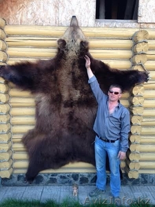 шкура(ковер) медведя #1088485