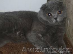 Стрижки, купания, маникюр, педикюр, гостиница для кошек и собак в Алматы #1088459