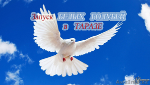 Запуск БЕЛЫХ ГОЛУБЕЙ в Таразе! #1087008
