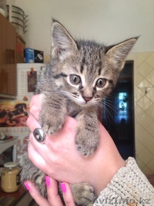Отдам котят в хорошие, добрые ручки #1092703