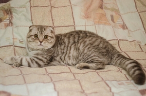 Шотландский вислоухий котик с документами, приглашает на вязку #1092030