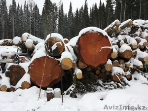 Пиломатериал из Сибири ТОО 