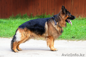 продаю щенков немецкой овчарки от хороших производителей #1098645