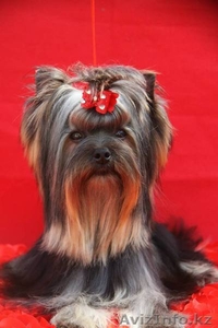 шикарный подрощенный мальчик #1097824