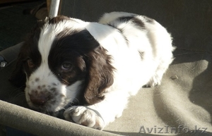 Продам щенка русского охотничьего спаиеля #1101652