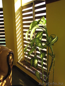 Жалюзи день-ночь или зебра. #1104996