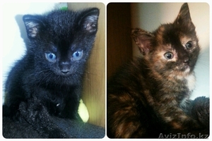 Очаровательные котята ищут любящих 